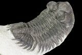 Bargain, Coltraneia Trilobite Fossil - Bug Eyed #79785-3